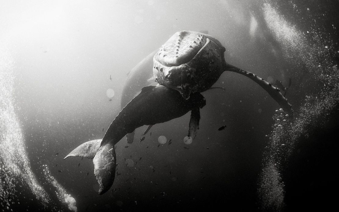 Susurrador de ballenas: el fotógrafo que capta el fondo del mar